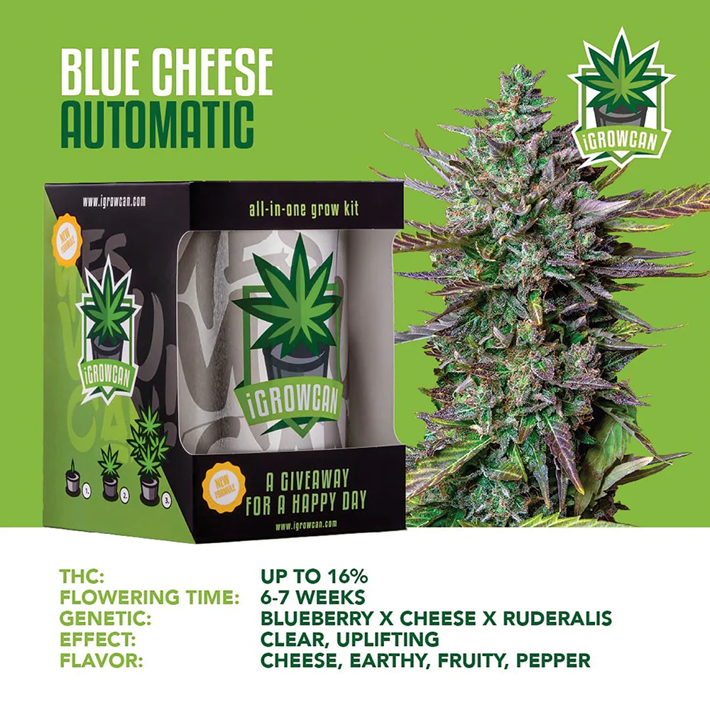 Blue Cheese Automatic iGrowCan - All in One Grow Kit - Image 3